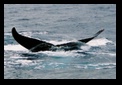 Flat tail close up