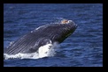 whalebreach.jpg