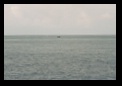 More out there - blows and humpbacks