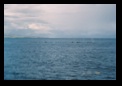 Several more swimming by