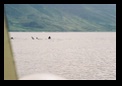 Backs, waves, and a tail