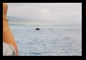 Humpback
