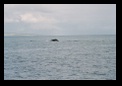 Humpback