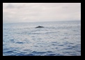 Humpback