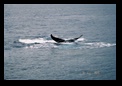 Flat tail