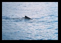Humpback really close to us