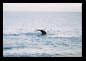 Tail as he begins dive