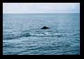 Humpback