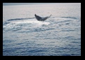 Another tail as he dives