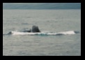 High humpback right before dive