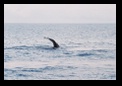 Another tail