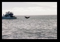 What a tail!! That's not a small boat!