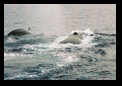 Blowhole!