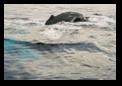 Another back - turquoise water where they are near the surface