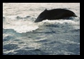 Humpback