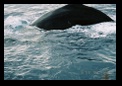 Humpback