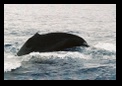 Humpback