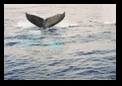 A tail